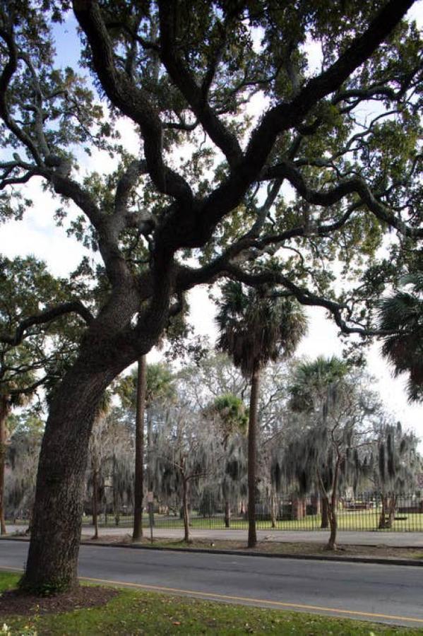 Villa Newly Renovated 4 Bed 3 Bath And 2 Parking Spots Savannah Esterno foto